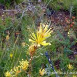 Lambertia multiflora.