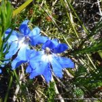 Blue Leschenaultia.