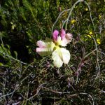 Yellow Lechenaultia