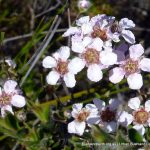 Leptospermum erubescens.