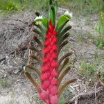 Mangles Kangaroo Paw.