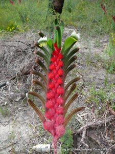 Mangles Kangaroo Paw.