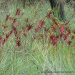 Kangaroo Paw.