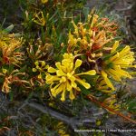 Many-flowered Honeysuckle.