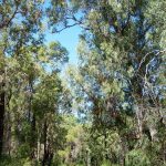 Marri - Tuart Forest.