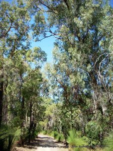 Marri - Tuart Forest.