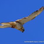 Nankeen Kestrel.