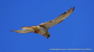 Nankeen Kestrel.