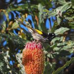 New Holland Honeyeater