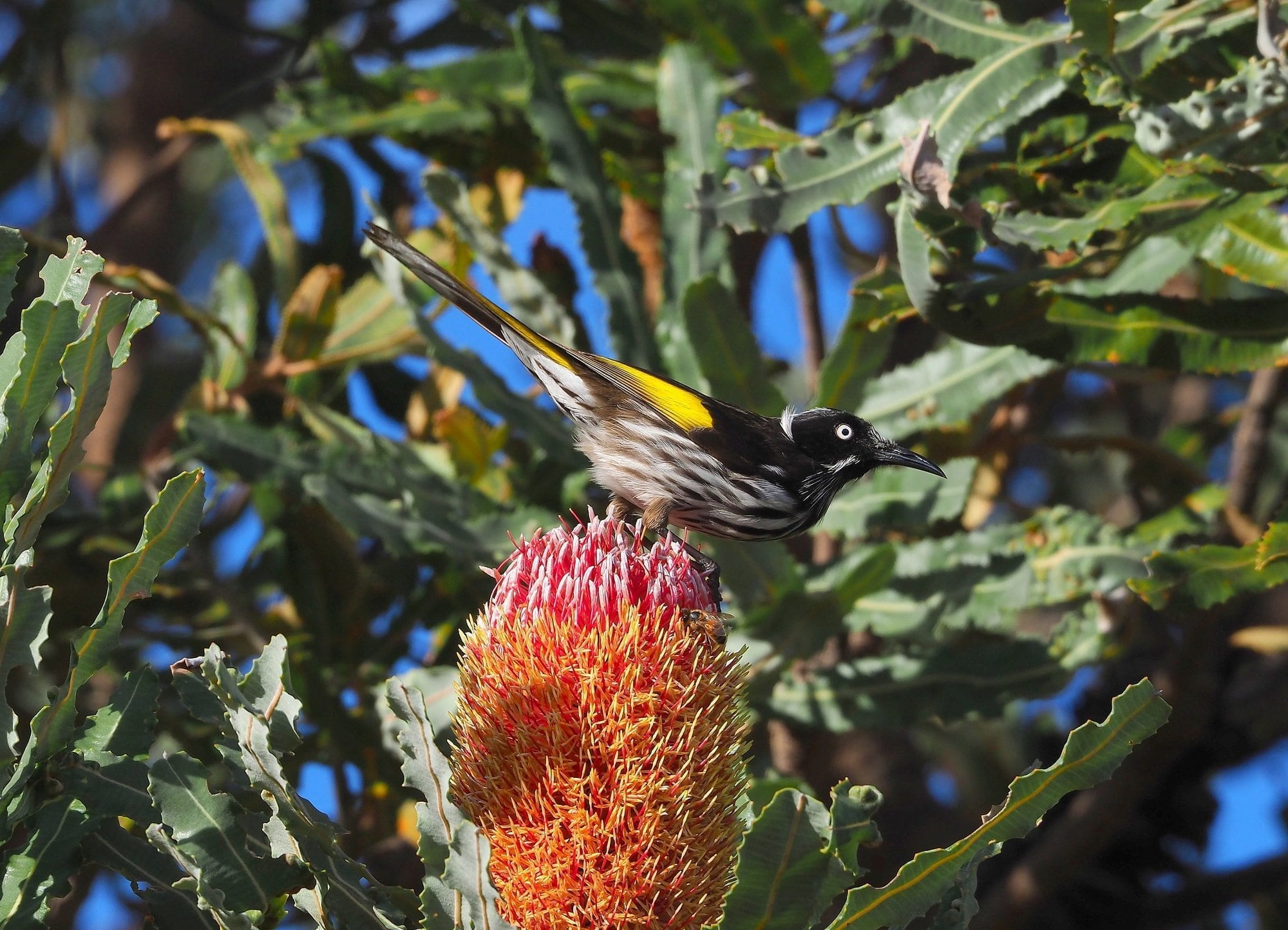 New Holland Honeyeater