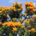 Nuytsia floribunda.