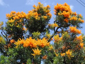 Nuytsia floribunda.