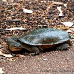 Western Swamp Tortoise.