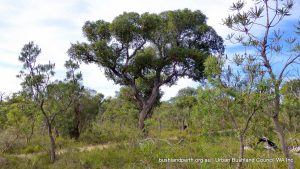 Jarrah.