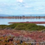 Samphire wetlands.