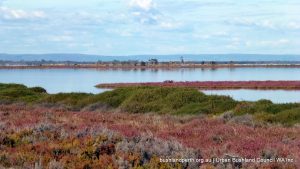 Samphire wetlands.