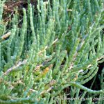 Sarcocornia samphire.