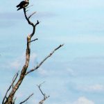 Eastern Osprey.