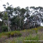 Wandoo woodland.