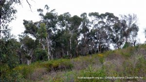 Wandoo woodland.