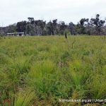 Balga Heath.