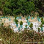 Rottnest Cypress rehabilitation.