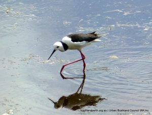 Black-winged Stilt.