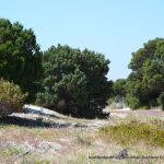 Superb Rottnest Cypress.