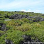 Iluka Foreshore.