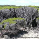 Iluka Foreshore.