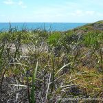 Iluka Foreshore.