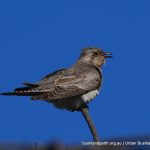 Pallid Cuckoo.