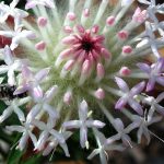 Pimelea spectabilis.