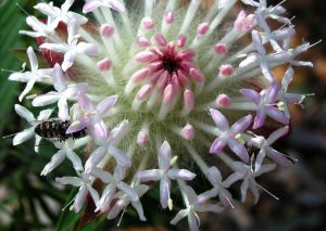 Pimelea spectabilis.