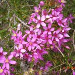 Pink Summer Starflower.