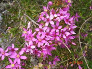 Pink Summer Starflower.