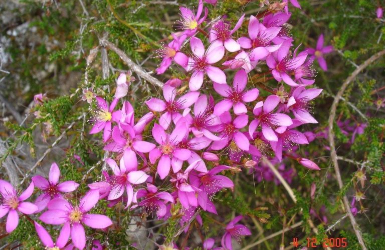 Pink Summer Starflower.