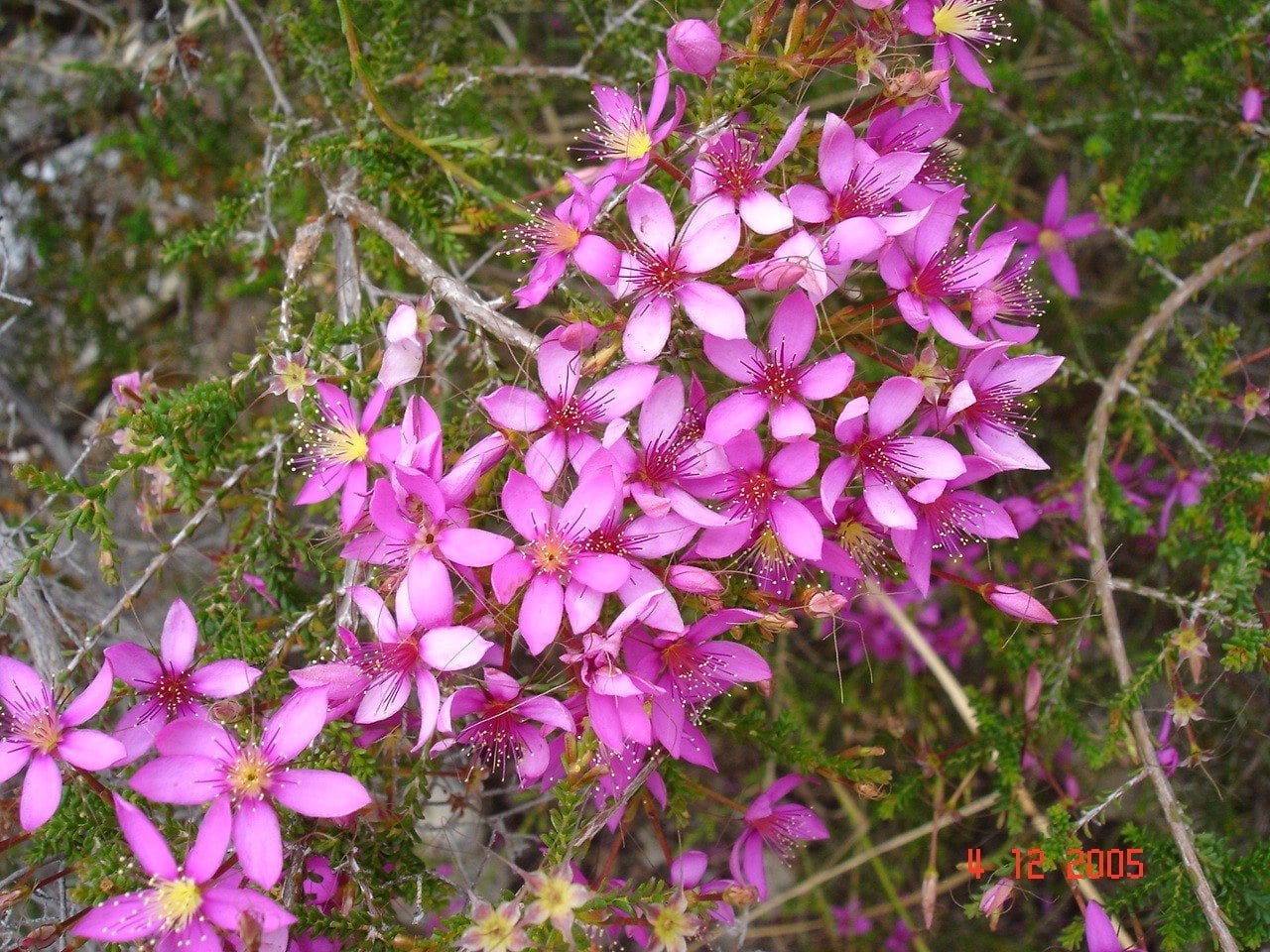 Pink Summer Starflower.