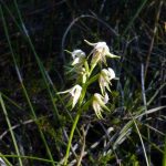 Autumn Leek Orchid.