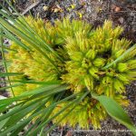 Prickly Conostylis.