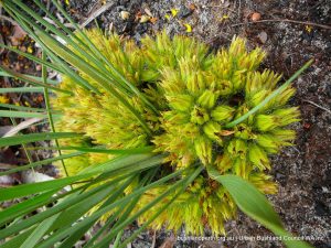 Prickly Conostylis.