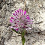 Pom Poms - Ptilotus manglesii.