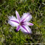 Fringed Lilly