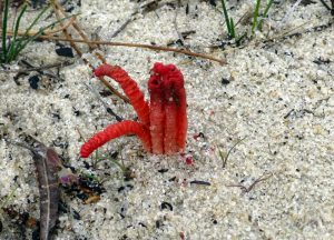 Red Fingers Colus pusillus.