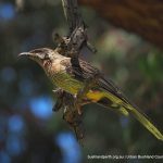 Red Wattlebird.