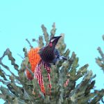 Red Wattlebird