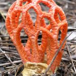 Red Fingers Fungus.