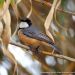 Rufous Whistler.