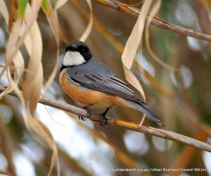 Rufous Whistler.