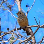 Rufous Whistler.